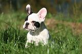 BOULEDOGUE FRANCAIS 1171